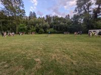 PXL_20250713_180714558.jpg